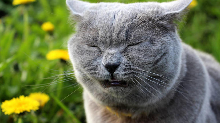 Can cats catch a cold from humans? What to do when your pet starts sneezing