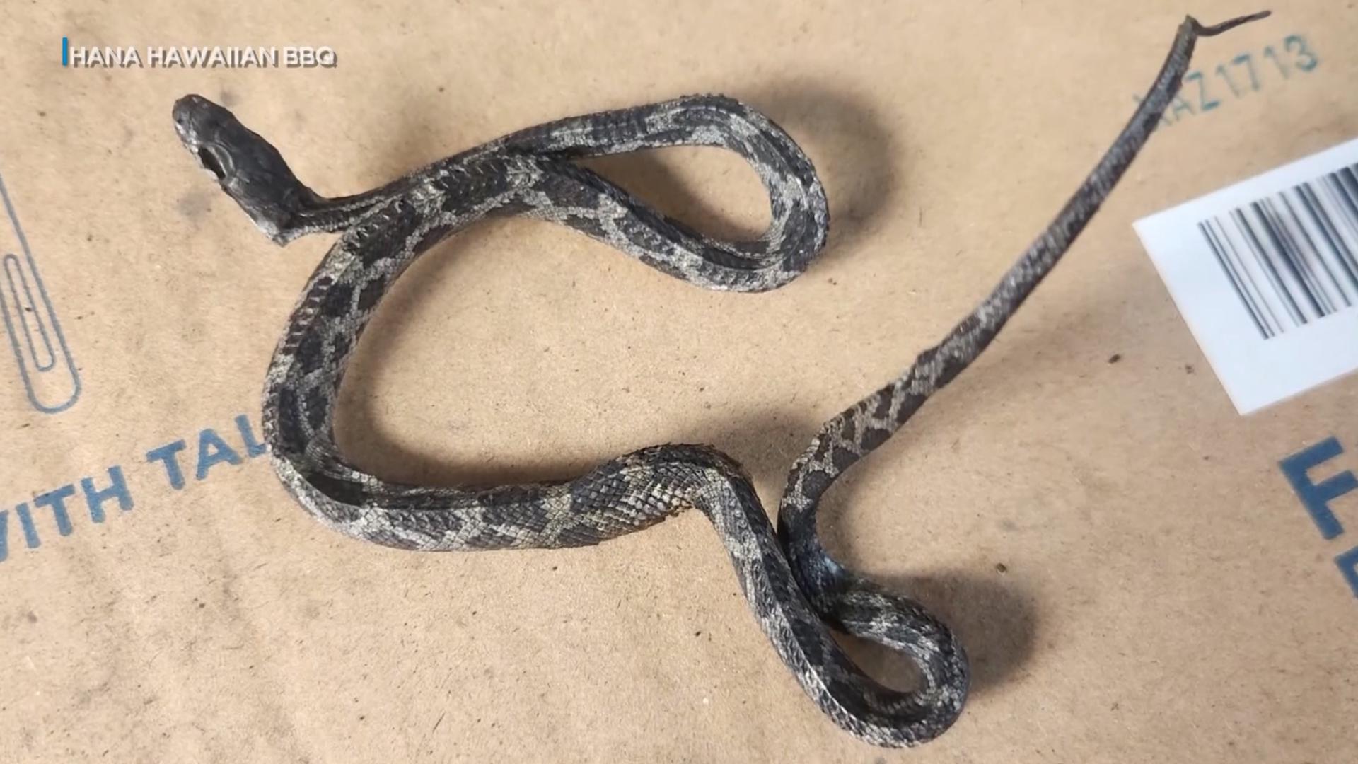 Restaurant finds dead snake in charcoal