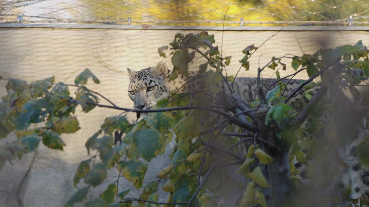 Snow leopard cubs make outdoor debut at Warsaw Zoo - 74385003