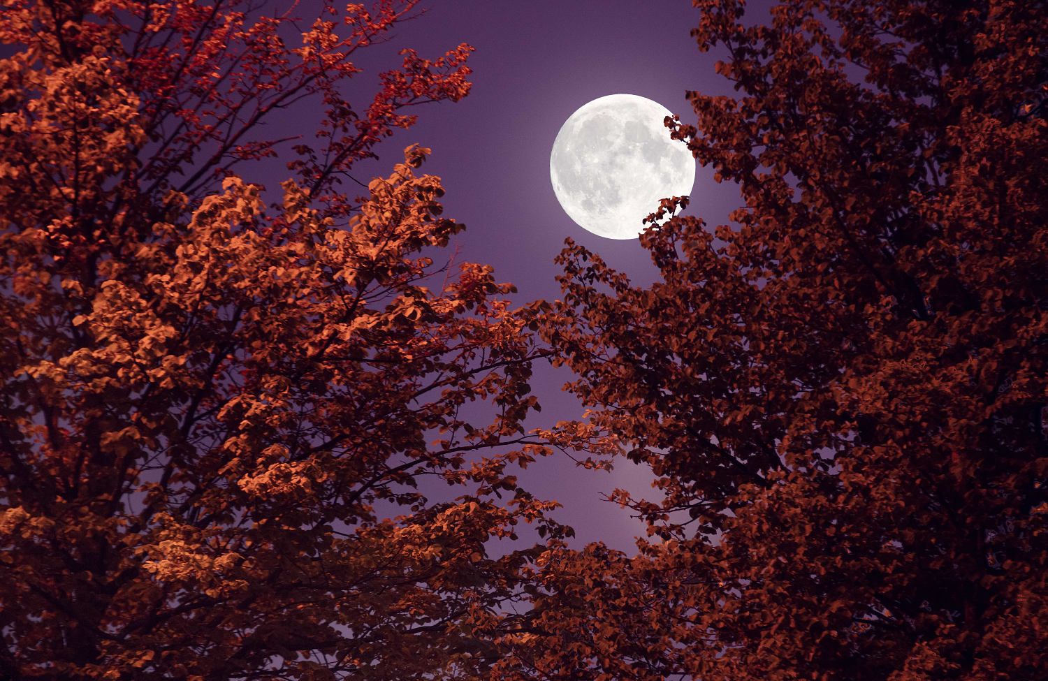 The 4 luckiest signs during October’s full moon in Taurus