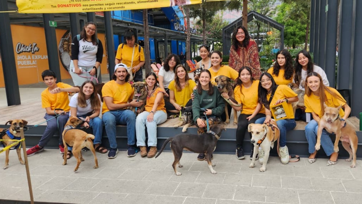 Súper Adoptable suma 600 perritos con hogar en Puebla y busca más familias