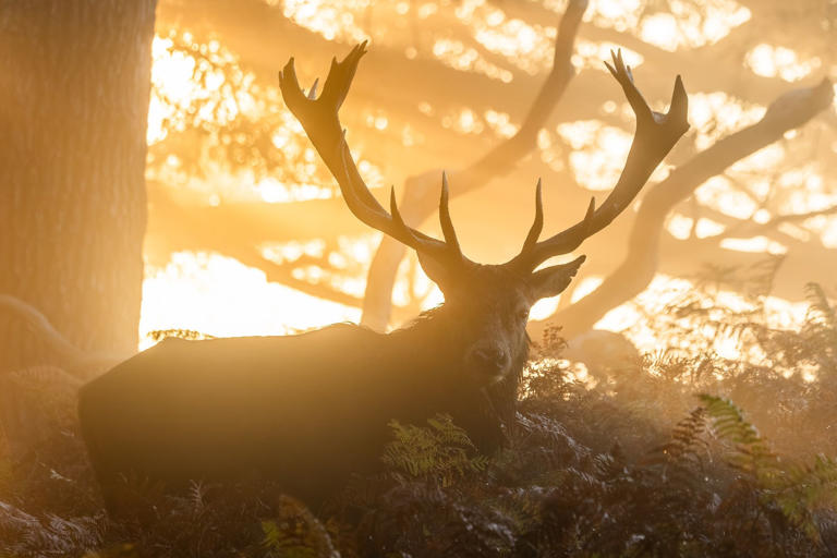 Gallery: Photographer captures stunning photographs of deer in beams of ...
