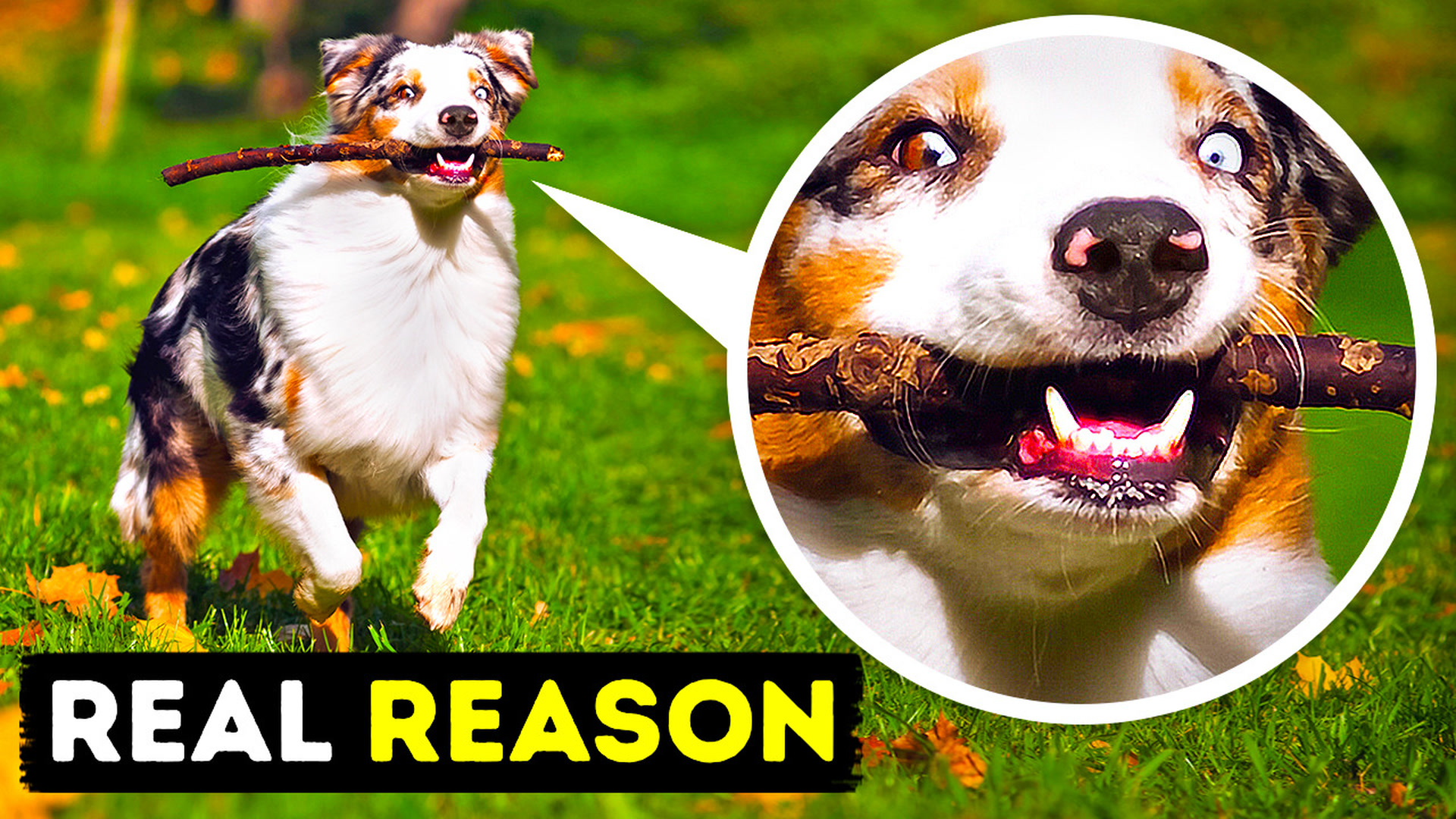 21 dog behaviors we can now make sense of