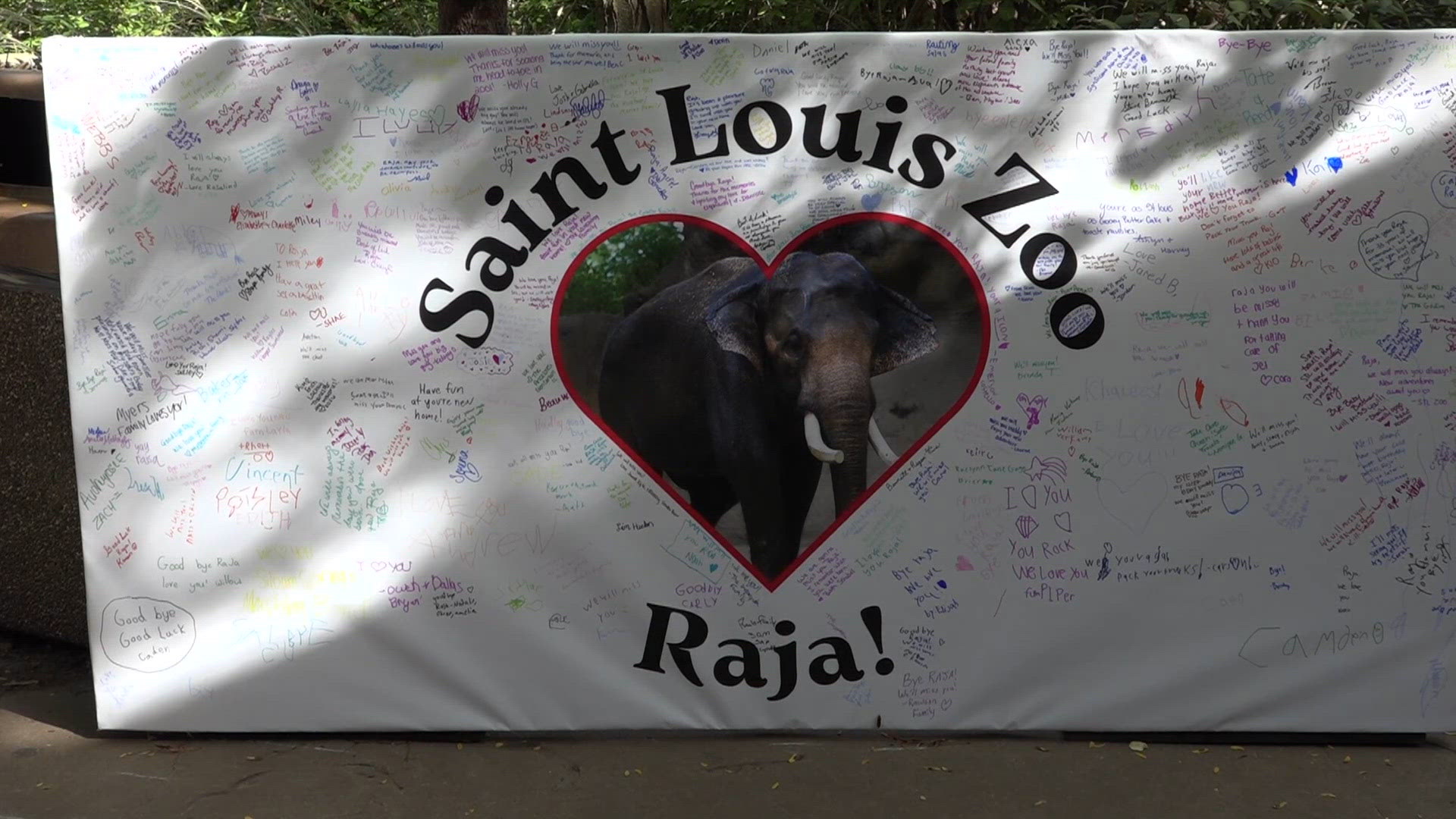 Zoogoers sign super-sized farewell card for Raja as he is set to leave ...