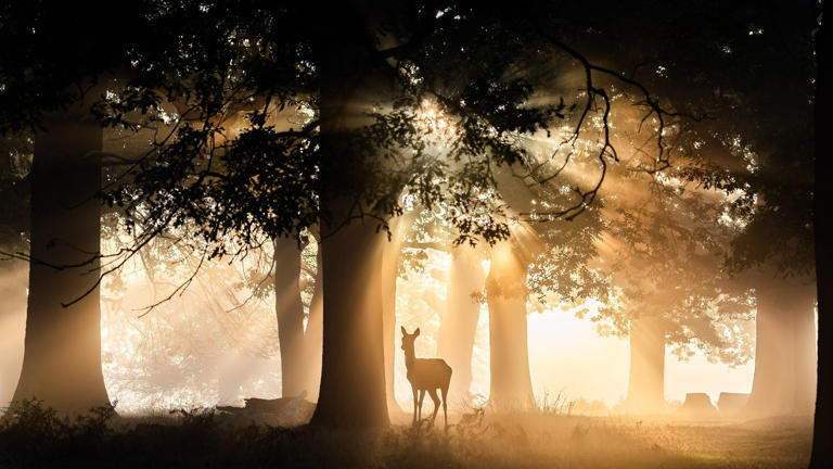 Gallery: Photographer captures stunning photographs of deer in beams of ...