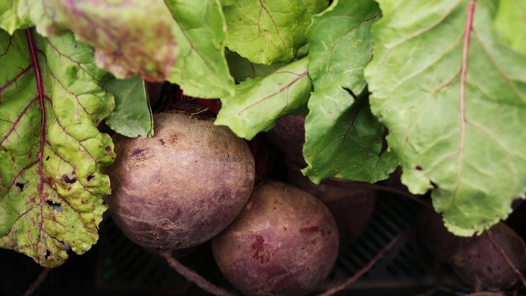 Experts highlight beetroot's role in supporting circulation
