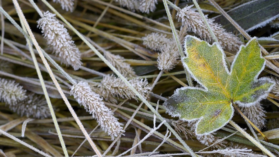 First frost triggers crucial hosta care steps for winter survival