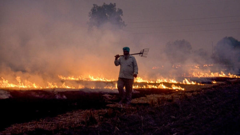 Pollution watchdog steps up crackdown in Punjab as farm fires rise to 542