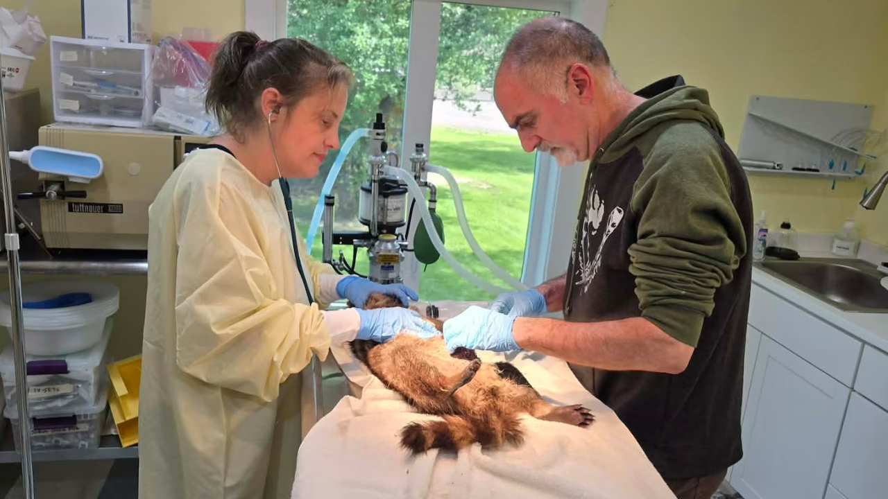 After two baby raccoons died, New York couple rescued over 800 more