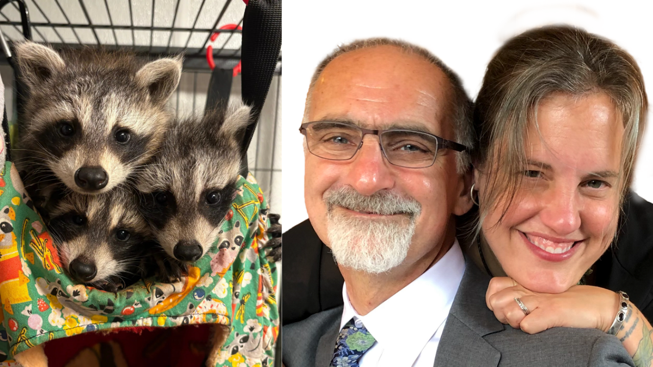 After two baby raccoons died, New York couple rescued over 800 more