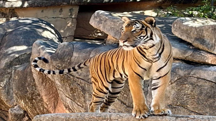 Little Rock Zoo welcomes new tiger to support conservation efforts