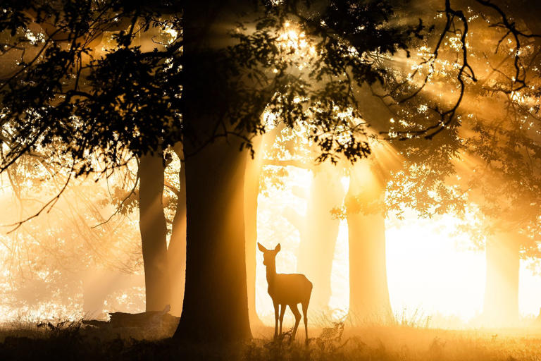Gallery: Photographer captures stunning photographs of deer in beams of ...