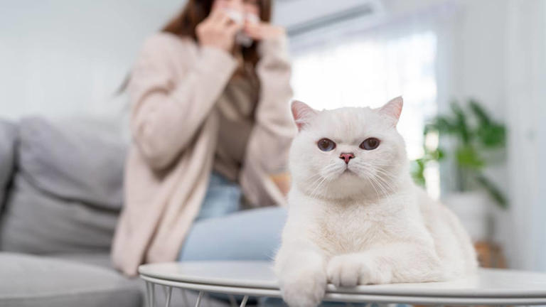 Can cats catch a cold from humans? What to do when your pet starts sneezing