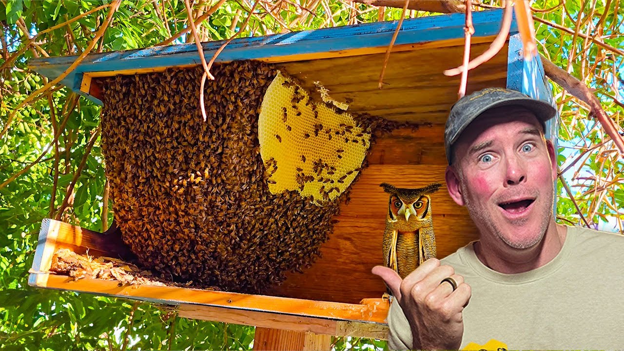 A huge bee hive kicked out these poor owls