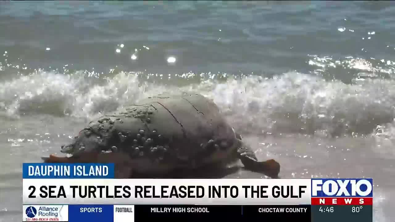 2 sea turtles released into Gulf from Dauphin Island