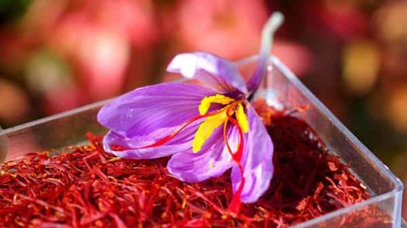 Saffron: Kashmir’s red gold and Ladakh’s new agricultural promise