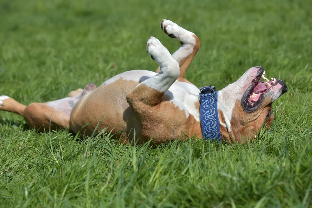 Smelly senior pit bull found his perfect family
