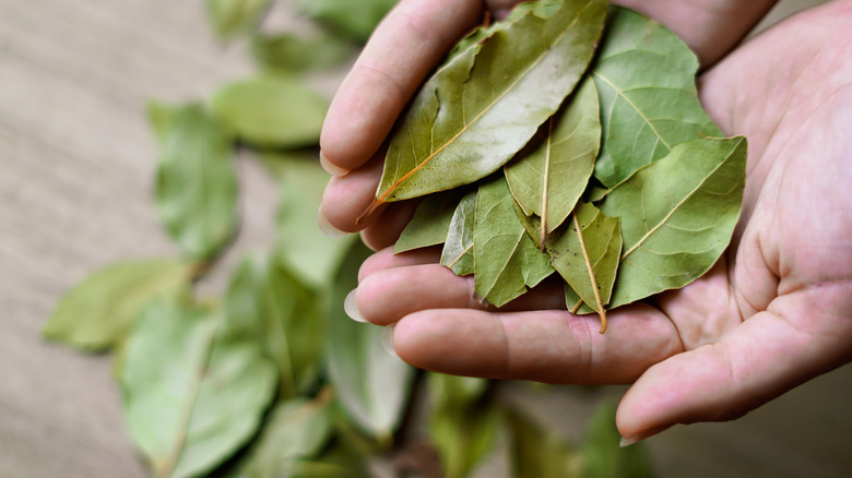 Does mixing bay leaves and baking soda really eliminate odors? Here's ...