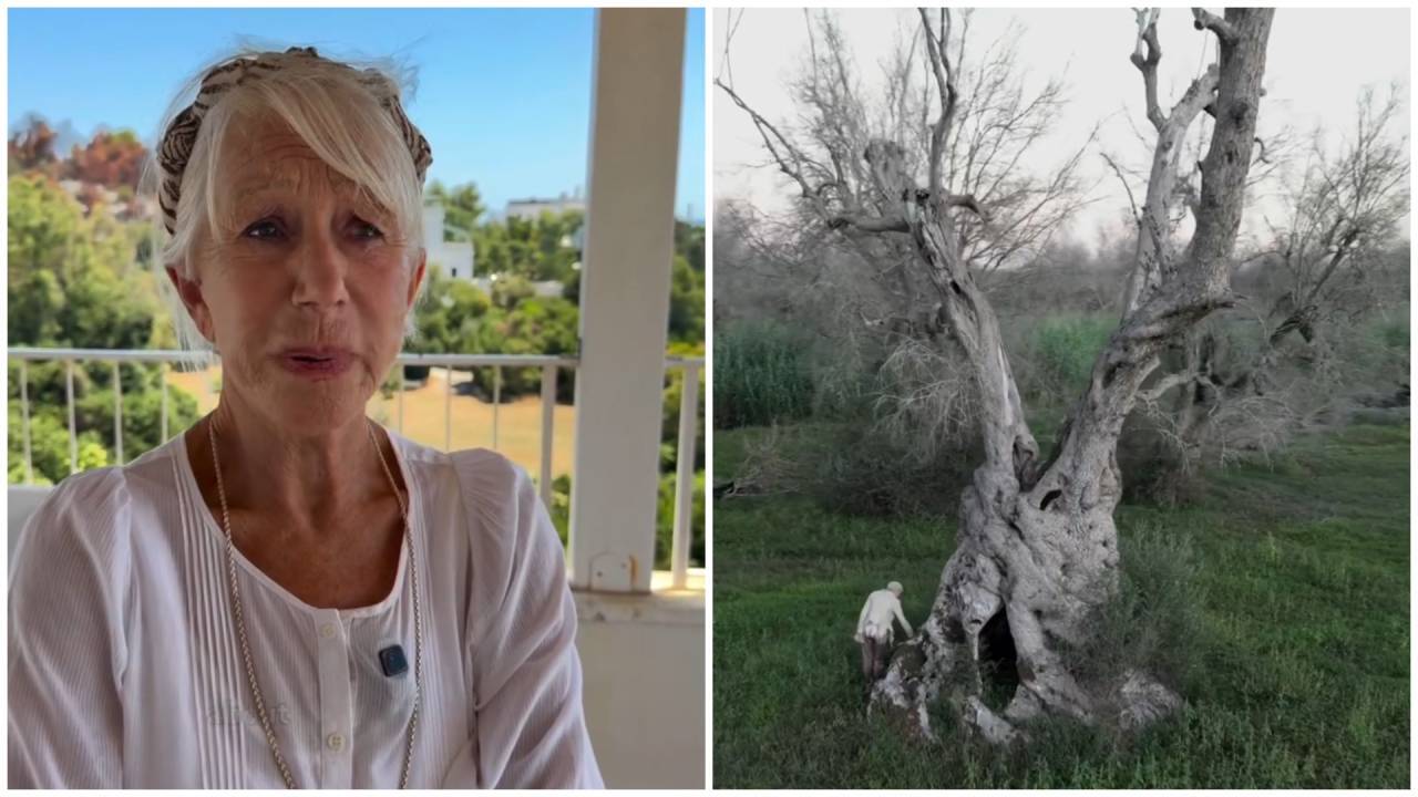 Helen Mirren, 81, is on a mission to save Italy’s 1,500-year-old olive ...