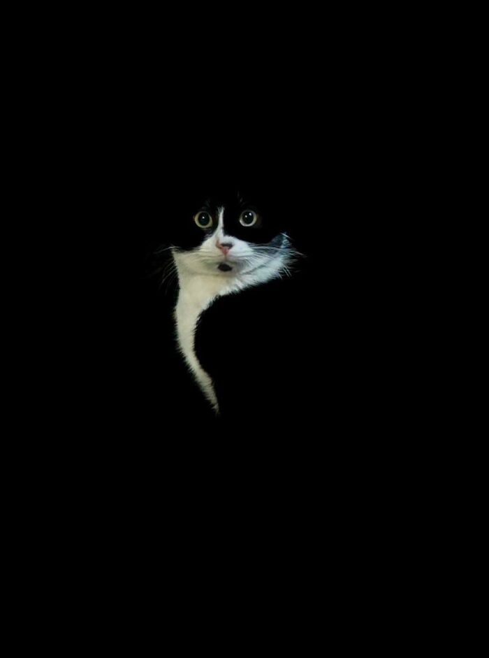 Cat behavior: 47 photos of felines doing their own thing