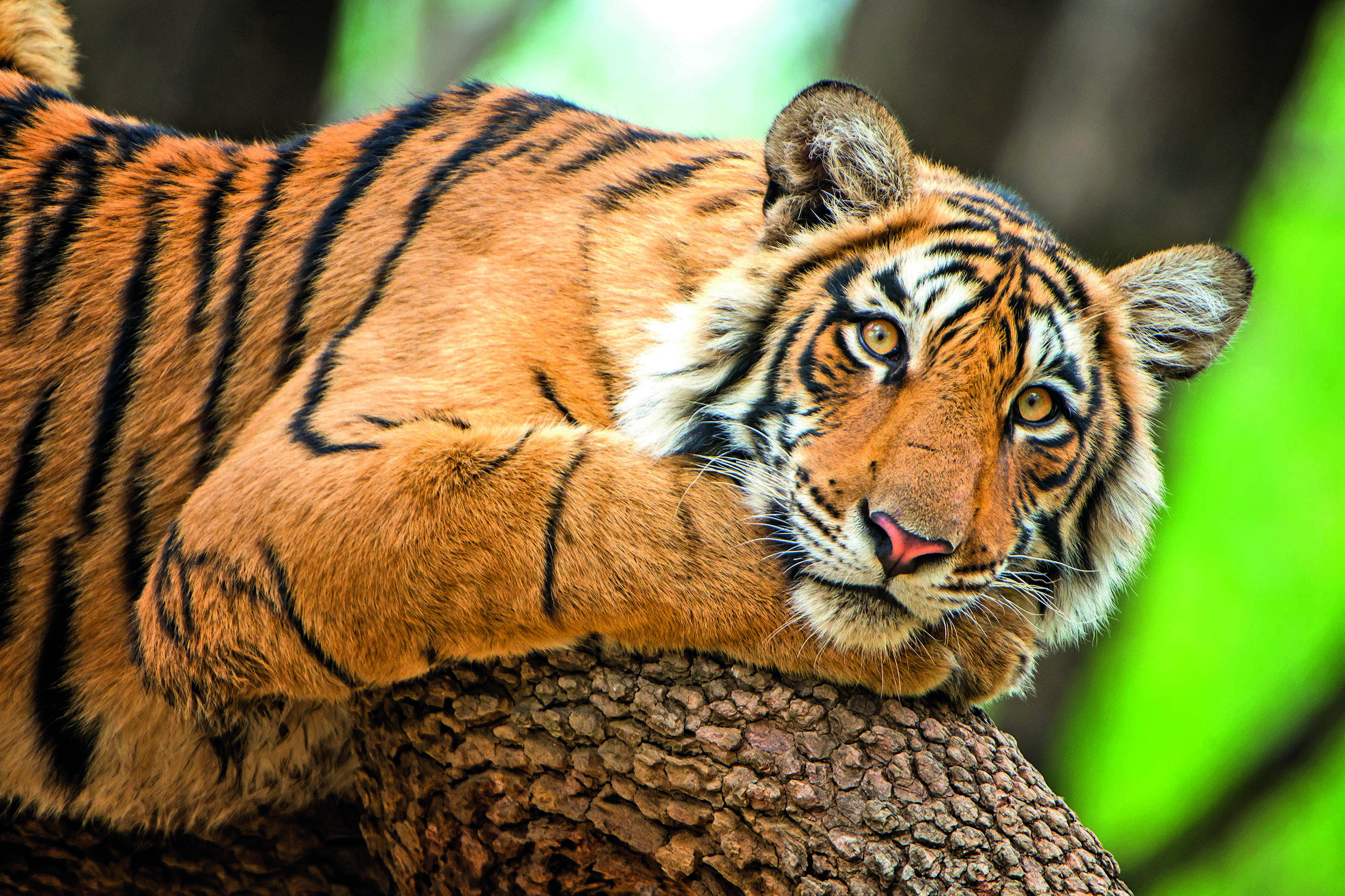 Experts flag monitoring concerns as 10 Ranthambore tigers await ID codes