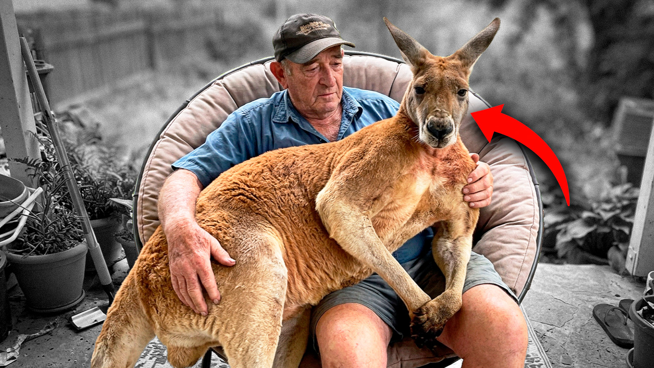 He raised a kangaroo like his own son - 3 years later, the wild beast ...