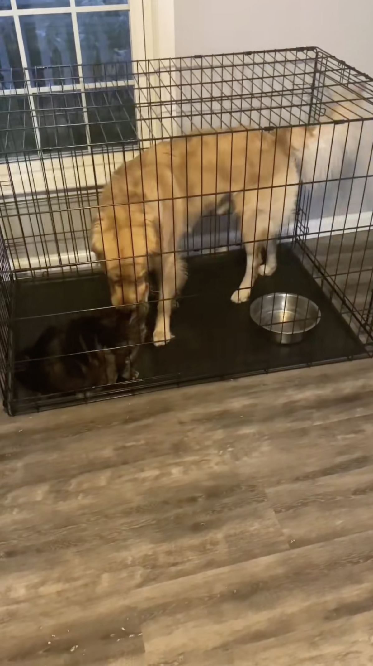 This cat decides when the dog's playtime is over