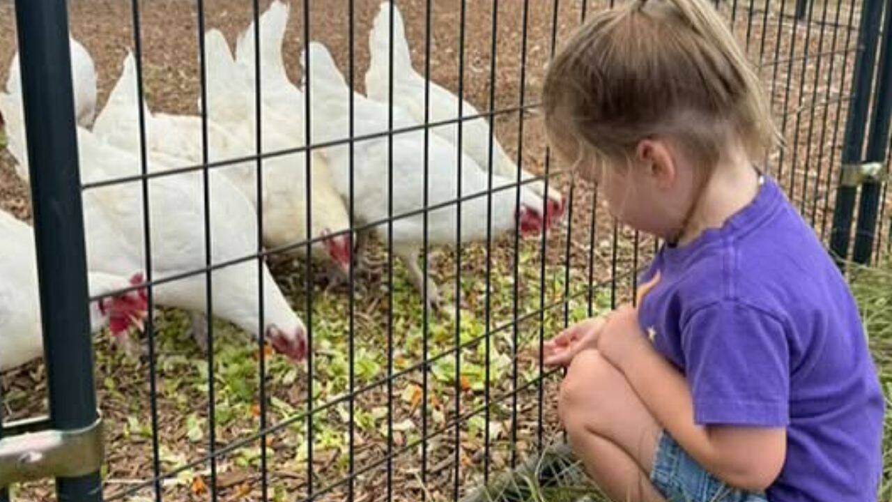 In 2016, a Texas couple took in 2 goats in their tiny South Austin ...