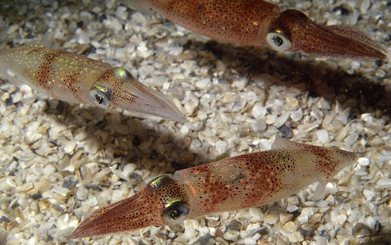 Squid are even more alien-like than we thought, with an unmatched ...
