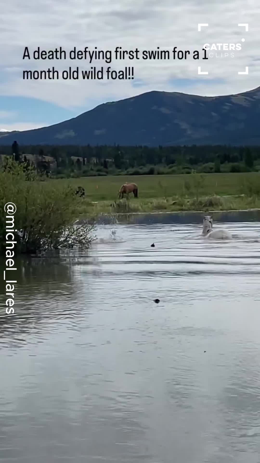 Onlookers prepare to jump in as tiny foal battles its way across water