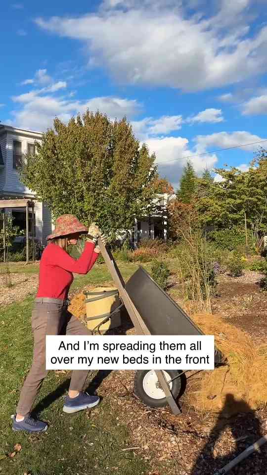 Pine needles in your garden? 🌲 Don’t fall for this gardening myth!