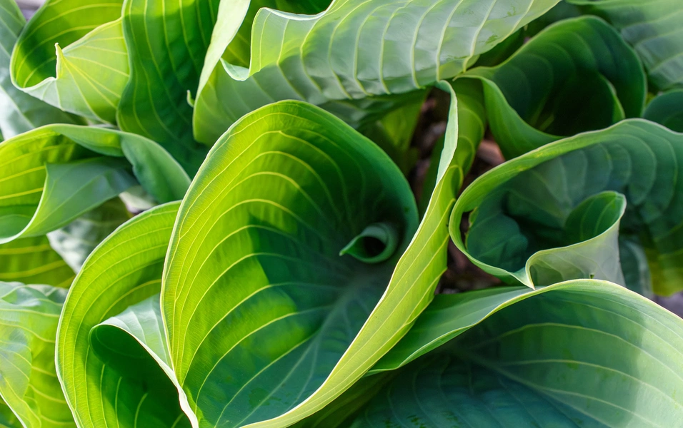 First frost triggers crucial hosta care steps for winter survival