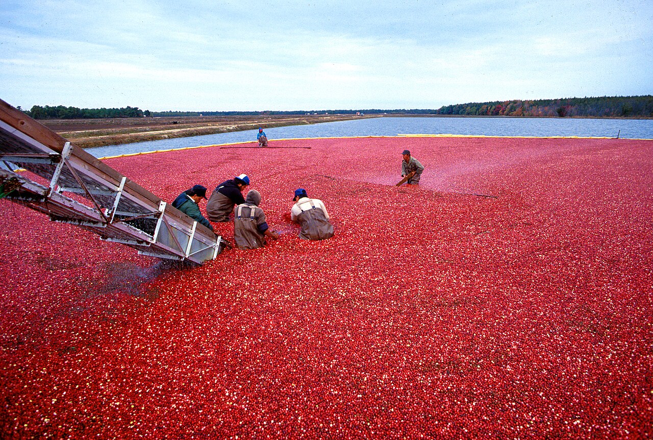 10 family trips to places known for cranberry bogs and harvest events