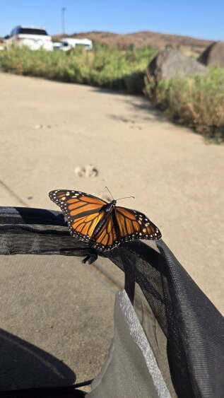 Oklahoma monarch butterflies tracked on 1,000-kilometer migration