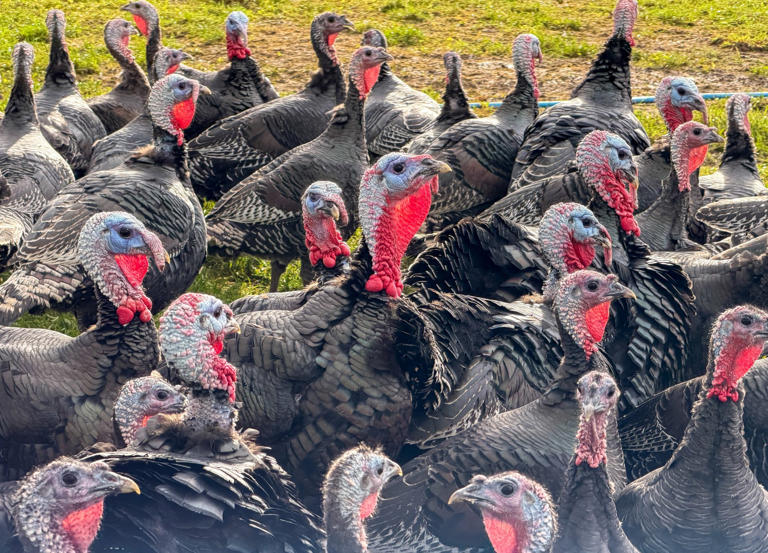 Fears of Christmas turkey shortage after bird flu outbreak leads to ...