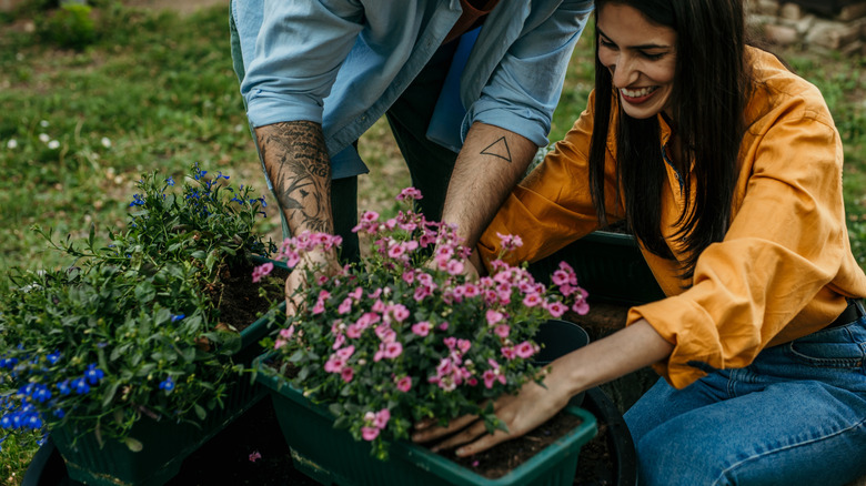 28 gorgeous flowers you can plant in fall to kickstart a stunning ...