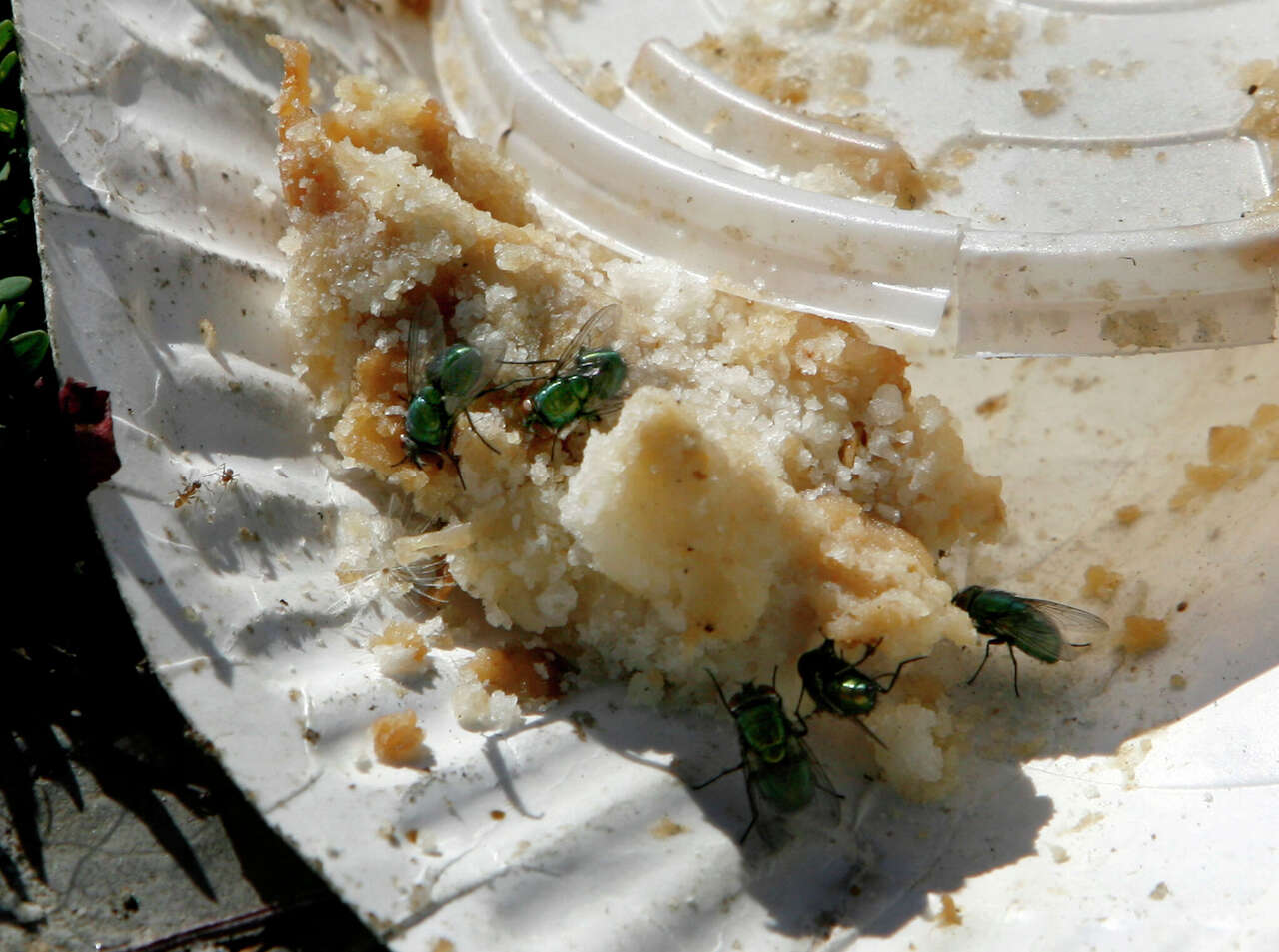 Insects, rotting meat, bloody floors and more found in San Antonio food ...