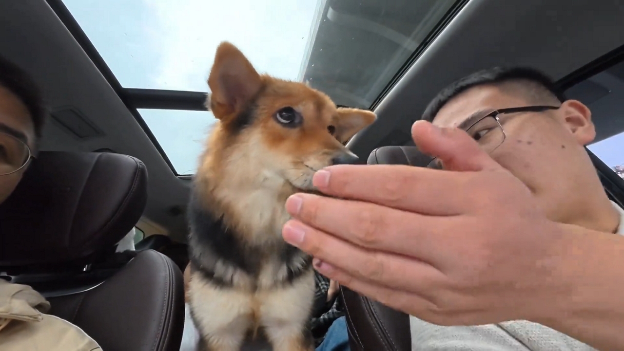 Shiba Inu feels motion sick during car ride in Hubei