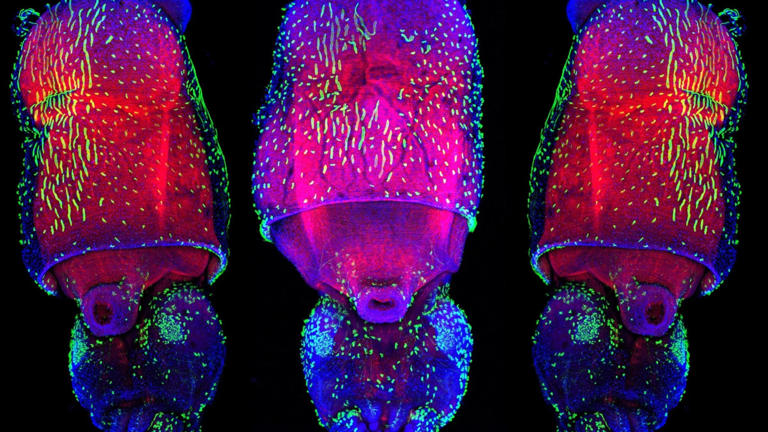 Squid are even more alien-like than we thought, with an unmatched ...