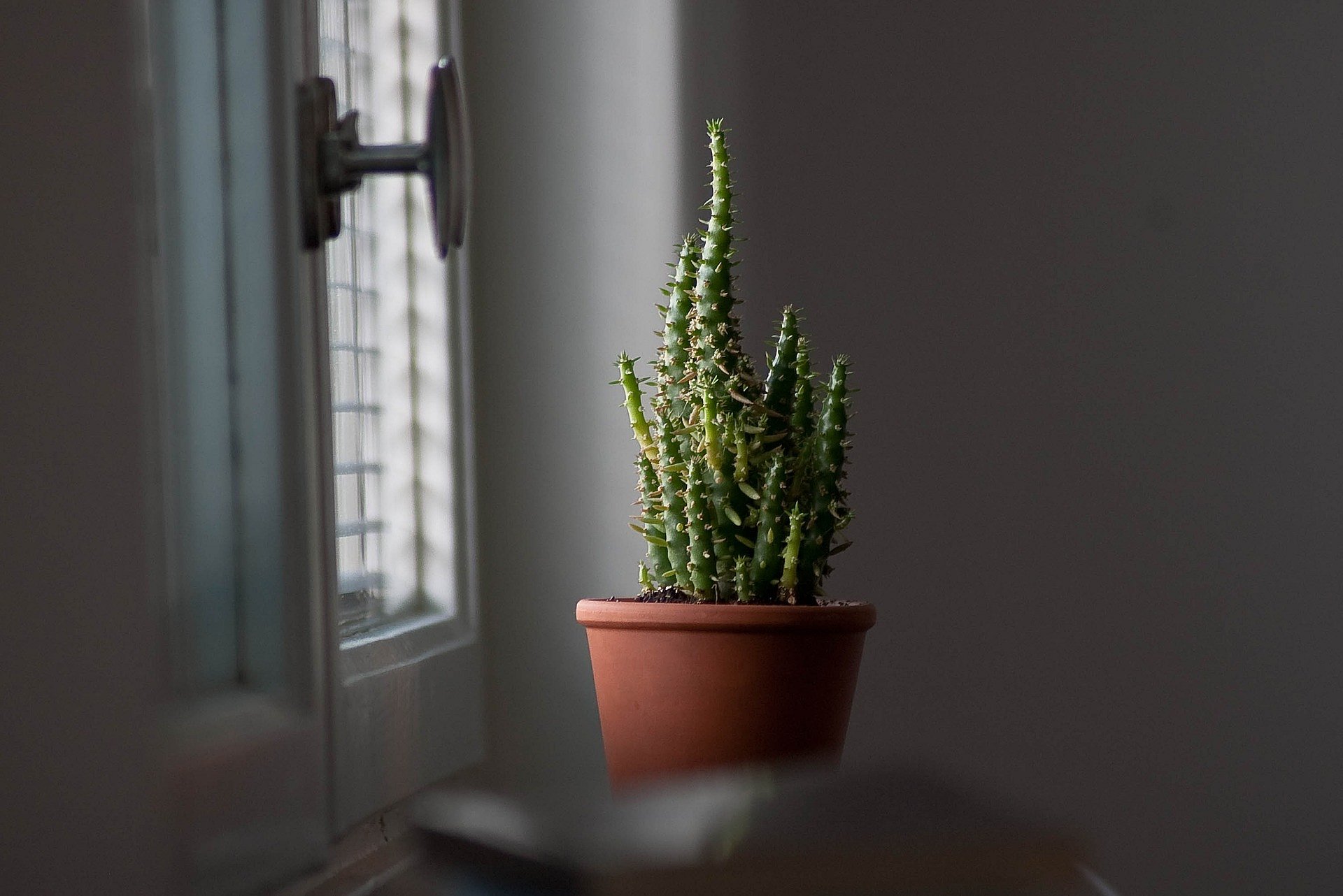 Mastering indoor gardening: Essential tips to optimise light for ...