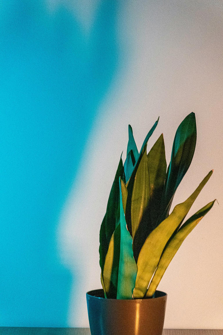 Mastering indoor gardening: Essential tips to optimise light for ...
