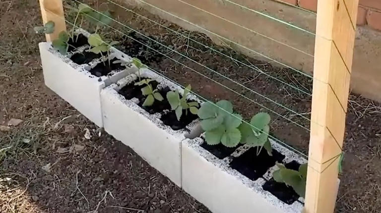 Gardener transforms cinder blocks and string into a functional trellis