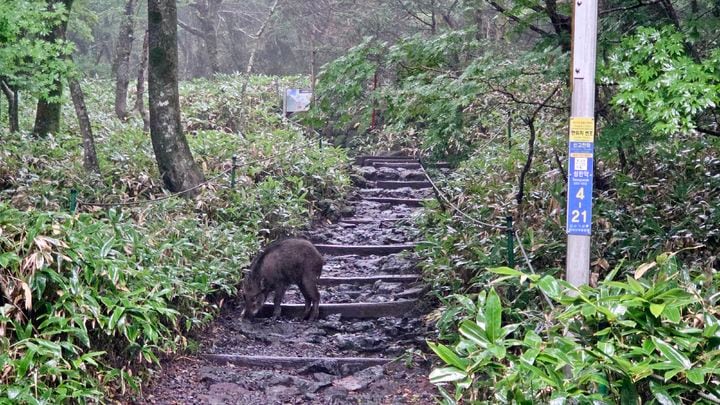 Jeju's 36% potential wild boar habitat identified