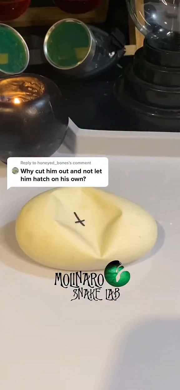 Why do I cut the snake eggs?