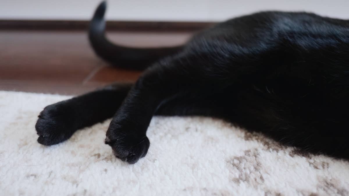 Black cat with dwarfism has legit vampire fangs, and we’ve never seen a ...