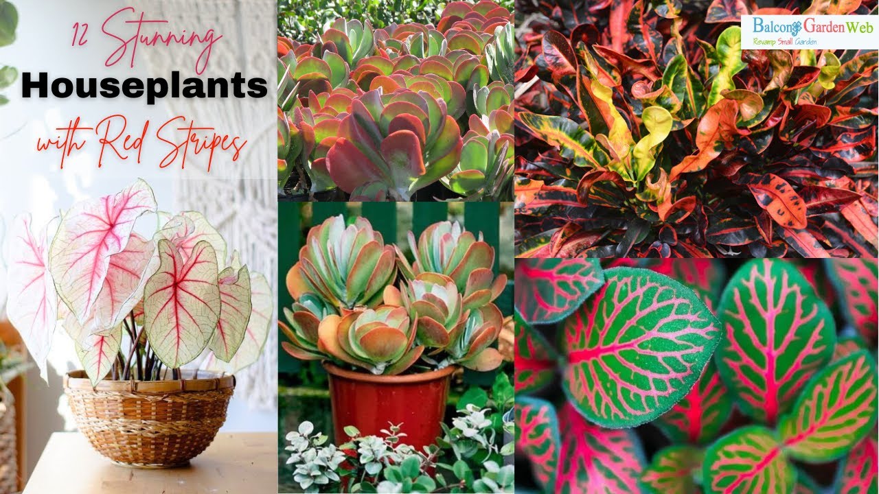 Stunning red striped foliage that transforms your indoor garden
