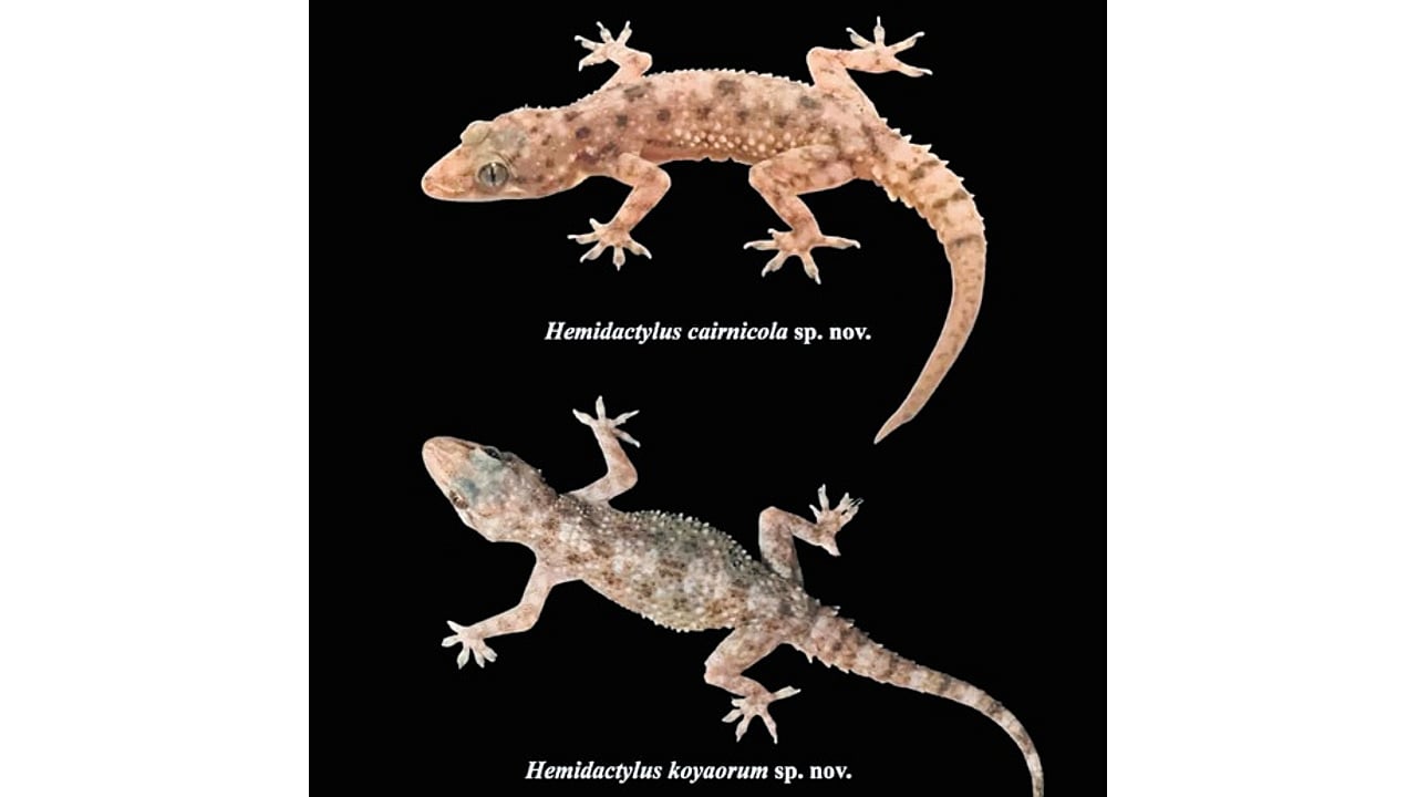 Two new gecko species add to Telangana’s reptile riches
