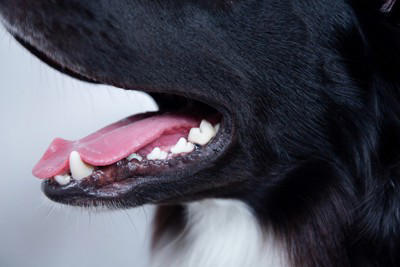 犬の『呼吸がおかしい』考えられる病気6選 危険な状態かどうかを判断する方法とは？