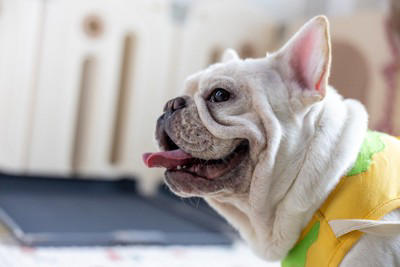 犬の『呼吸がおかしい』考えられる病気6選 危険な状態かどうかを判断する方法とは？