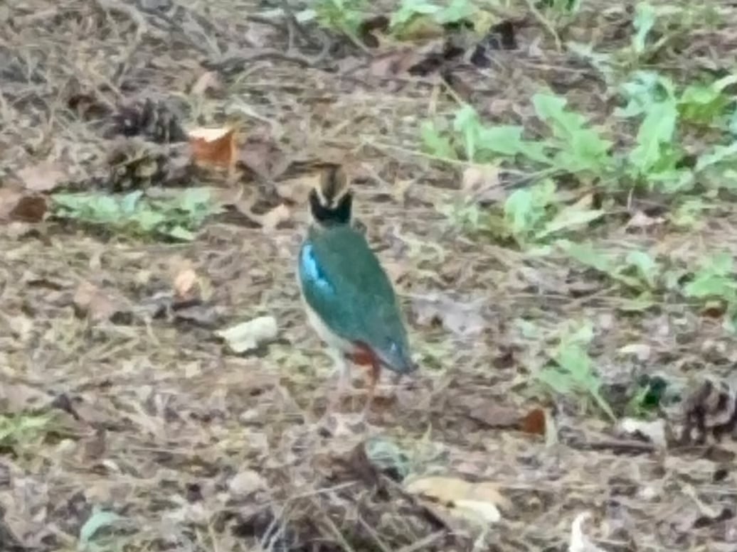 Fairy pitta spotted in Ulsan urban parks for first time